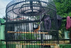 Awas! Burung Murai Batu Bisa Mati Jika Dikasih EF Terlalu Banyak! Berikan Secara Teratur dan Terukur…