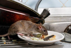 Bikin Merinding, Hindari Hal Ini Jika Rumah Tidak Ingin Dimasuki Tikus