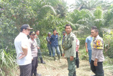 Jejak Keberadaan Harimau Mangsa Warga di Mukomuko Belum Terlihat, Tim BKSDA Kembali Lakukan Penyisiran