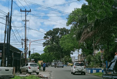 Pengendara Khawatir Ancaman Pohon Tumbang