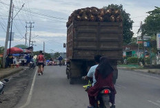 Truk ODOL Angkut Sawit Masuk Kota Tais, Pemkab Seluma Akui Terbatas