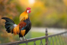 Ayam Berkokok di Malam Hari, Ini Penjelasannya Menurut Hukum Islam