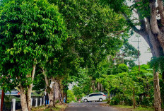 5 Jenis Pohon yang Cocok Ditanam di Pinggir Jalan, Mana Pilihan Kamu.