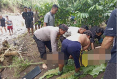 Terseret Banjir, Tubuh Petani Rejang Lebong Tersangkut di Pohon Kopi
