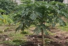 Cara Alami Olah Daun Pepaya Buat Kesehatan Tubuh, Bisa Turunkan BB