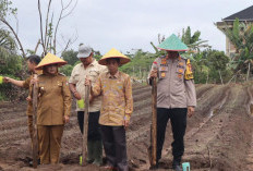 Tanam Jagung, Polres dan Pemkab Mukomuko Siapkan Lahan Poktan 212 Hektare