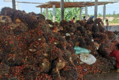 Ratusan Ribu Ha Sawit di Mukomuko, Penyumbang CPO Terbesar di Sumatera