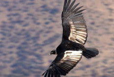 Unik! Berikut 5 Burung Pemakan Bangkai