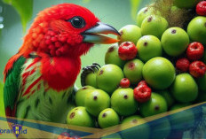 Burung Eksotis! Berikut 7 Fakta Unik Scarlet hooded Barbet dari Hutan Amazon