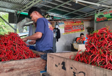 Harga Tinggi, Cabai Kepahiang Dikirim Hingga Pasar Sumatera 
