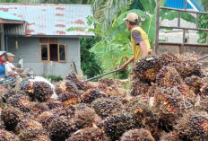 Harga Karet dan Kelapa Sawit Melambung, Harga Pupuk Jadi Keluhan 