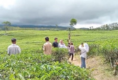 Saatnya Daerah Ambil Alih Penuh PT. TUM Kabawetan, Penjelasan Bupati Kepahiang Zurdi Nata 