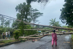 Waspada Angin Kencang! Pohon Sengon Tumbang di Jalan Utama Komplek Pemkab Seluma