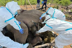 Misteri Gajah Mati Belum Terungkap