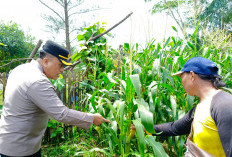 Polres Kaur Targetkan 192 Hektare Kebun Jagung 