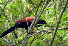 Benarkah Pertanda Buruk? Berikut 5 Fakta Menarik Burung Bubut, Si Pelari Tangguh