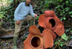 Rafflesia Kembar Mekar di Liku 9 Kepahiang, Buruan Kunjungi Sebelum Layu 