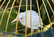 Mematikan! Berikut 5 Penyakit Berisiko Menyerang Burung Jalak Bali