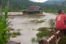 Hujan Deras, Sawah 35 Hektare Terendam Banjir Luapan Sungai Ketahun Lebong 