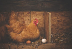 Ini Trik Meningkatkan Produksi Telur Ayam Kampung