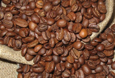 Ternyata ini Jenis Kopi yang Menguasai Pasar Global Saat ini 