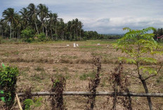 Puluhan Hektare Sawah Kembali Tertunda Tanam