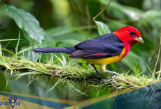 Wow! Berikut 3 Hewan Jago Pamer Warna