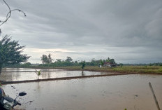 Musim Hujan, 28 Hektare Sawah Maret Siap Ditanami, Petani Menunggu Bantuan Bibit