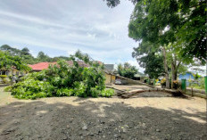 Pohon Tumbang Hantam 1 Unit Mobil ASN Dinkes Kepahiang