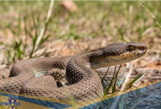 Menghuni Benua Amerika! Berikut 3 Ular Derik dari Genus Crotalus