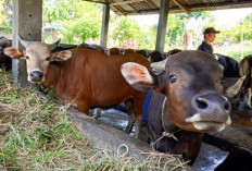 Pemprov Bengkulu Data 22 Sapi Kurban OPD Jelang Iduladha 1447 Hijriah
