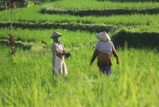 Cegah Alih Fungsi Lahan Sawah, Petani Dapat Bantuan Alsintan