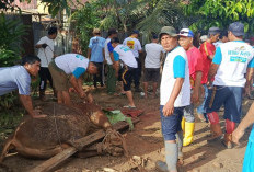 Sapi Kurban Presiden dan Gubernur Bengkulu Disembelih, 1.800 Kupon Daging Dibagikan 