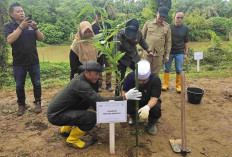 Gubernur Helmi Hasan Launching Penanaman Pohon Serentak se Provinsi Bengkulu. 