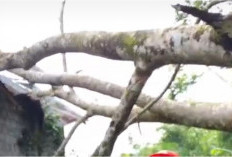 Pohon Tumbang Hantam Rumah Warga Kepahiang