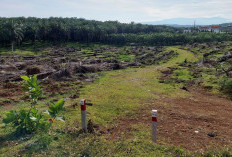 Dana Replanting Sawit Rakyat Naik 100 Persen, Segini Anggaran per Hektare