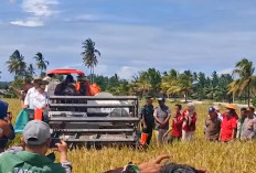 Target Bengkulu Selatan Panen Padi Tiga Kali Setahun
