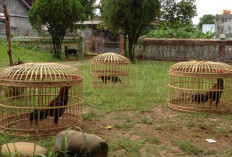 Sangat Menguntungkan, Ini yang Harus Disiapkan Ketika Beternak Ayam Bangkok