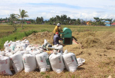 Gabah di Kota Bengkulu Rp6.600/Kg, DKPP: Jika Ada di Bawah HPP, Ada Sanksi