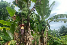 Mulai Sekarang jangan Dibuang, Ini Fakta dan Sederet Manfaat Jantung Pisang