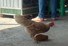  5 Jenis Ayam Sering Dijadikan Hewan Peliharaan, Ternyata Ini Keunggulannya 