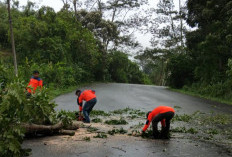 Badai, Pohon Tumbang di Komplek Perkantoran Kepahiang 