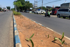  Pesan 1.500 Batang Bunga, DLH Tambal Sulam Tanaman di Pulau Jalan