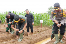 Dukung Program Asta Cita Ketahanan Pangan, Polresta Bengkulu Tanam Jagung Serentak