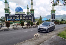 Masuk Ramadhan Waspada Rabies, Segera Kandangkan Anjing