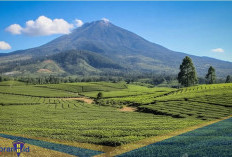 Berada di kaki Gunung Kerinci! Berikut 7 Fakta Kebun Teh Kayu Aro, Tempat Terbaik Menenangkan Diri