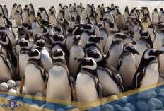 Tidak Punya Gigi! Berikut 7 Fakta Unik Seputar Penguin 