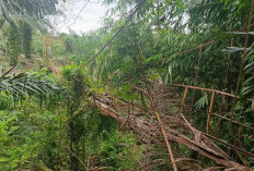 Nestapa Desa Juara 2 Sadesahe, Jembatan Sentra Produksi Rusak Parah