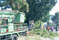 20 Peristiwa Pohon Tumbang Selama Setengah Tahun