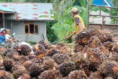 Produksi Melimpah, Harga TBS Dekati Rp3.000/Kg